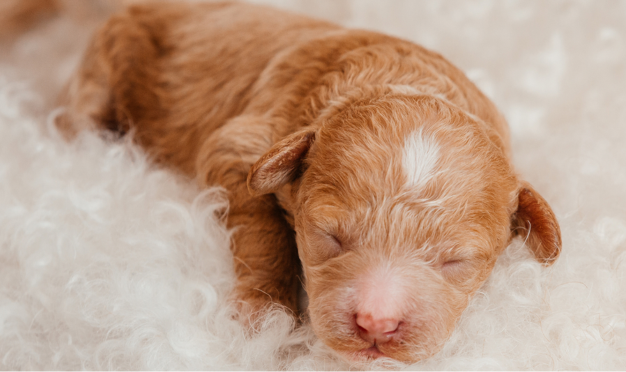 お渡しまでの流れ