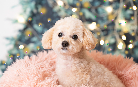 お渡しまでの流れ